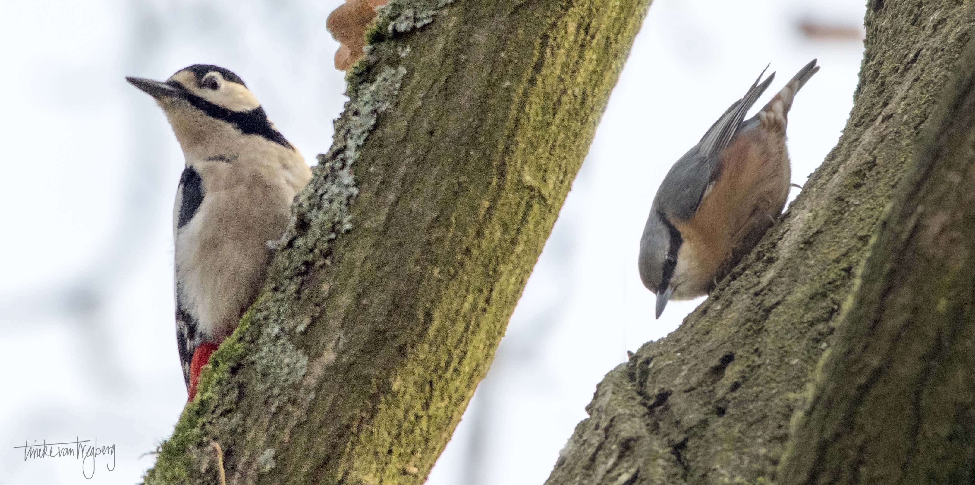 grote bonte specht en boomklever