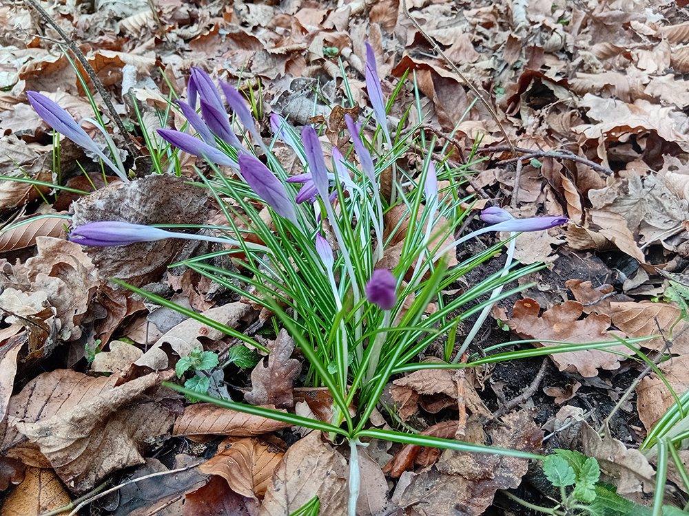 krokussen in het heempark denbosch